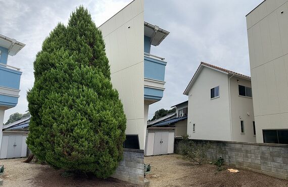 岡山県で樹木の伐採をお考えに際は『（株）ノアズ・アーク』まで！